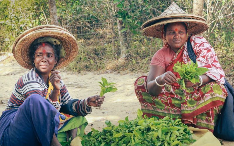 Zimbabwe CSR: Sustainable Agriculture & Youth Employment Success Stories